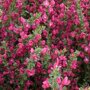 Cytisus 'Boskoop Ruby'